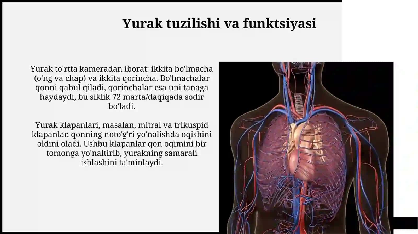 Yurak va qon tomir sistemasi 4
