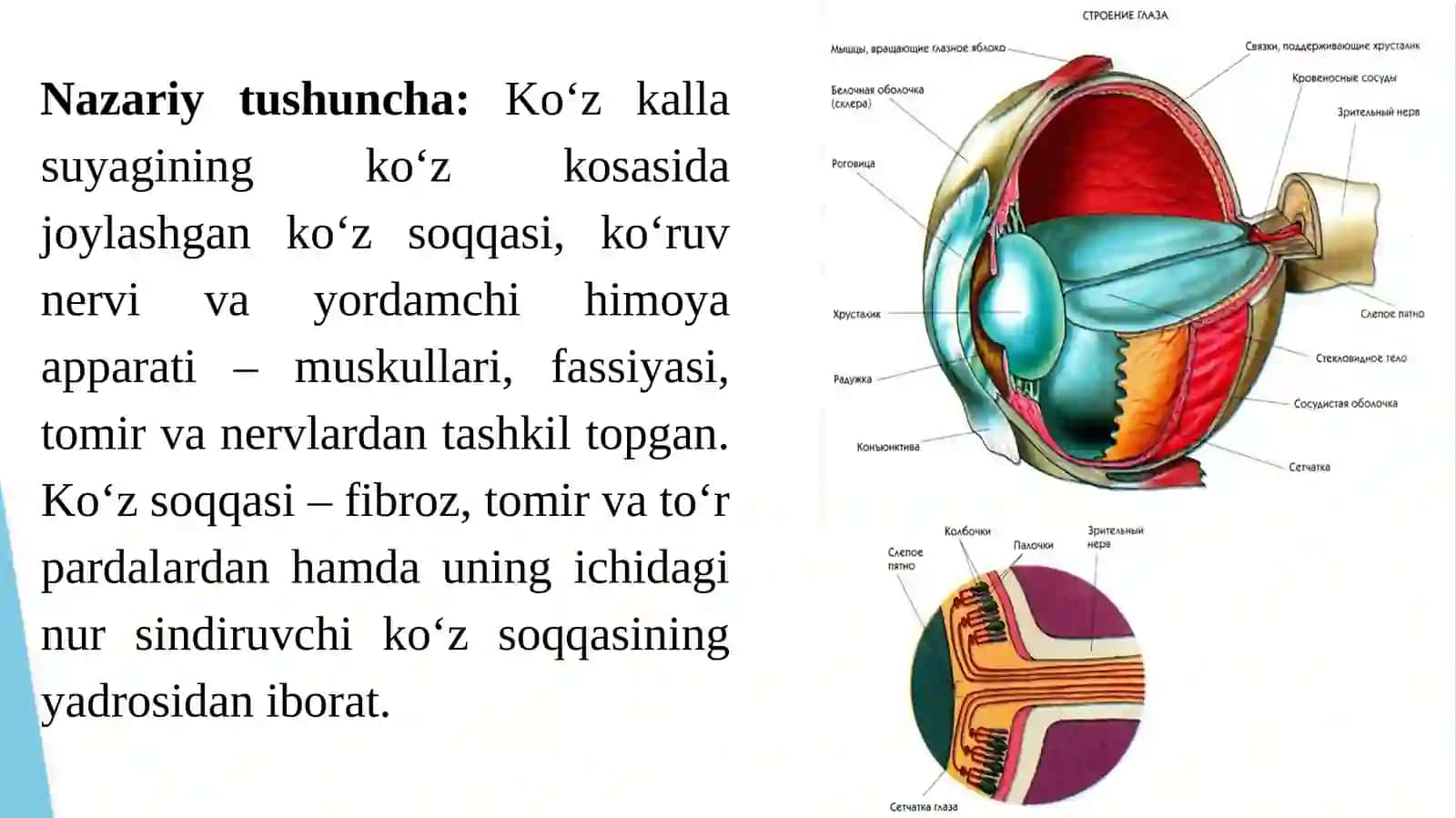 Ko‘rish analizatori 4