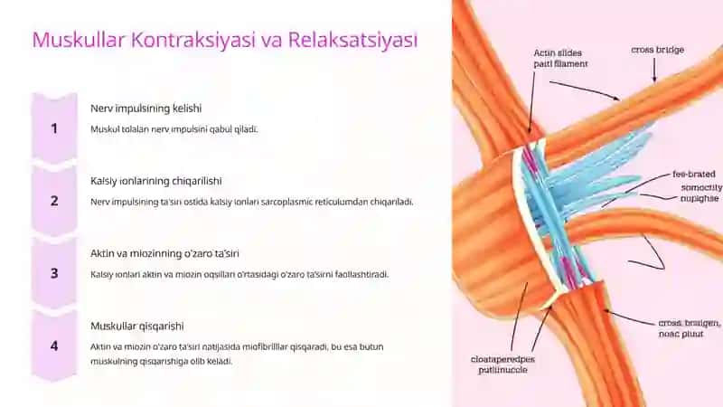 Muskullar Fiziologiyasi 4