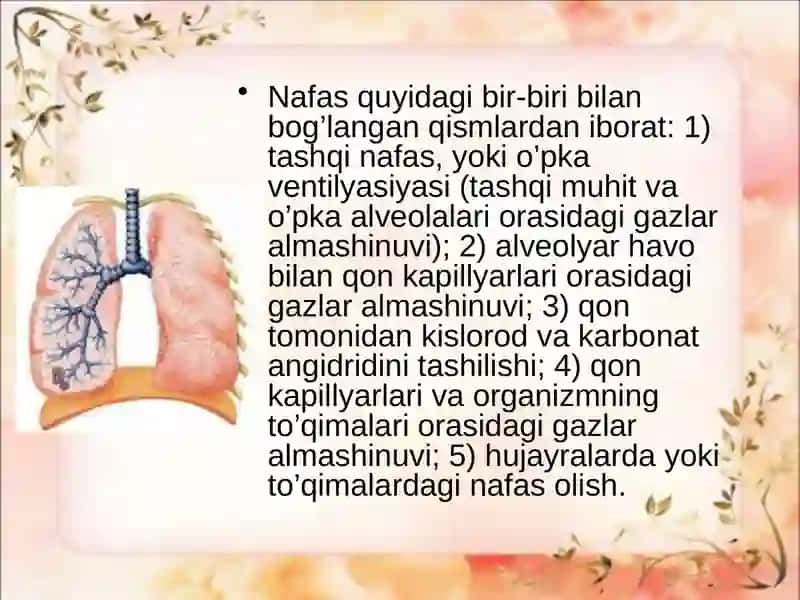 Nafasolishfiziologiyasi 4