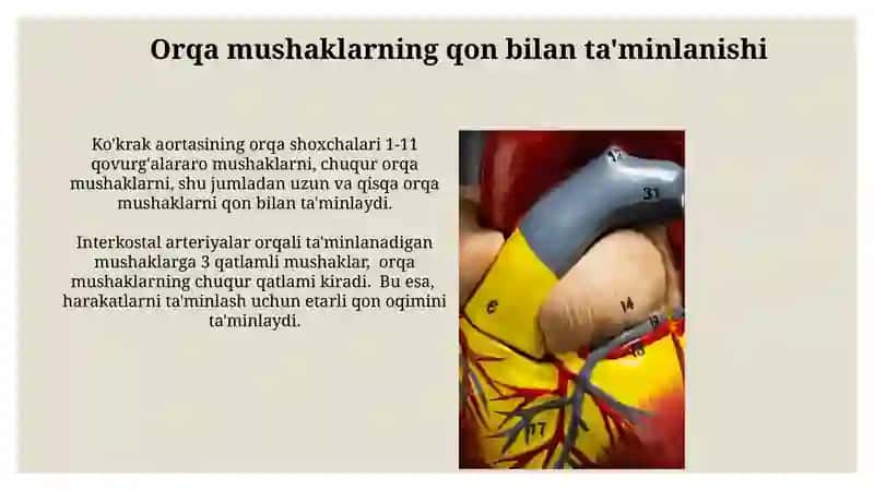Ko'krak aortaning parietal tarmoqlari 4