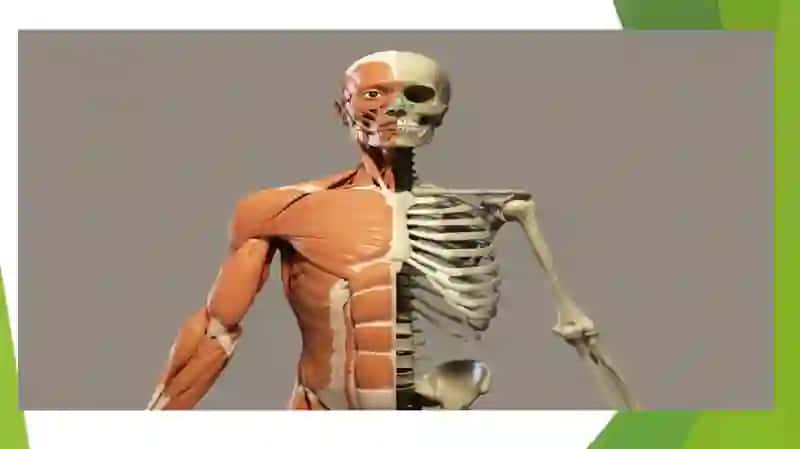 bone 4