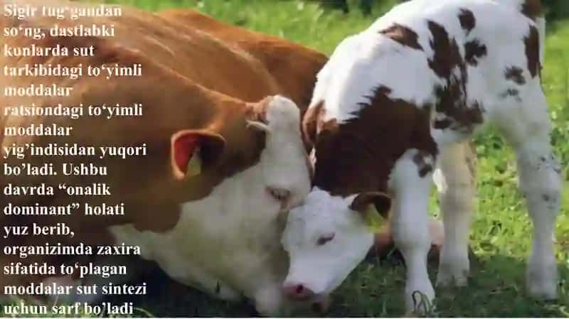 Yirik shoxli hayvonlarni oziqlantirish 4