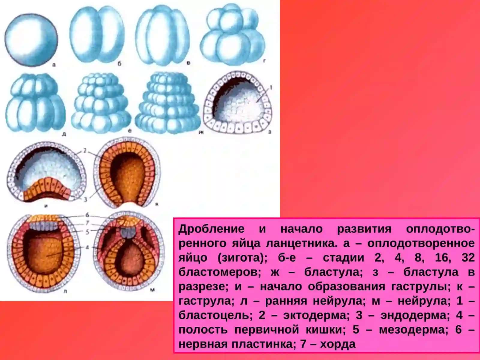 Онтогенез нервной системы 4