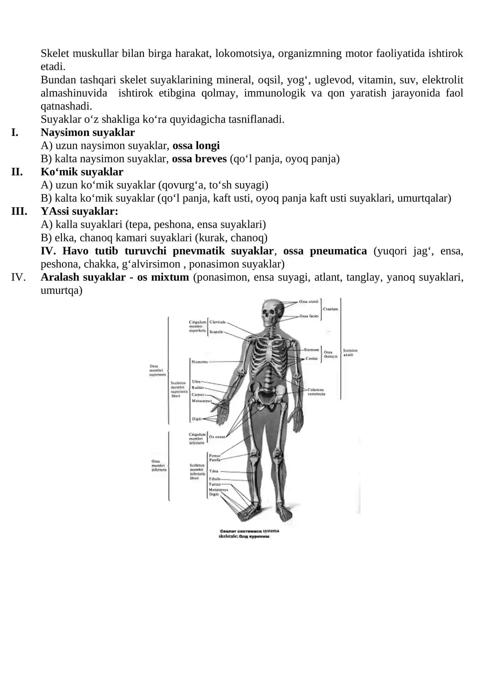 Suyaklar haqida ta`limot 4