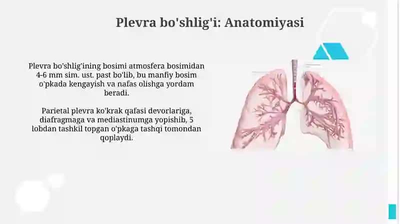Kekirdak bronxlar o'pka.Plerva ko'sk oralig'i 4