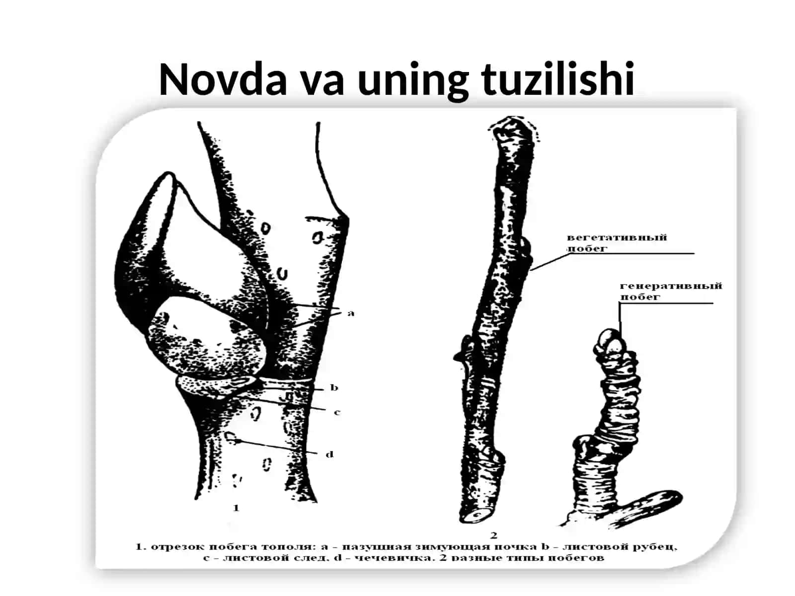 Botanika va o‘simliklar fiziologiyasi fani 4