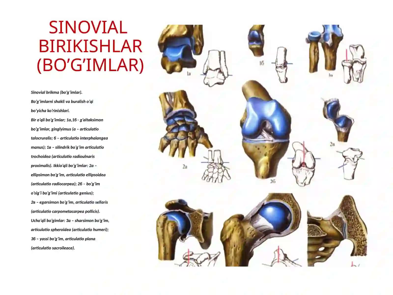 SINOVIALBIRIKISHLAR (BO’G’IMLAR) 4