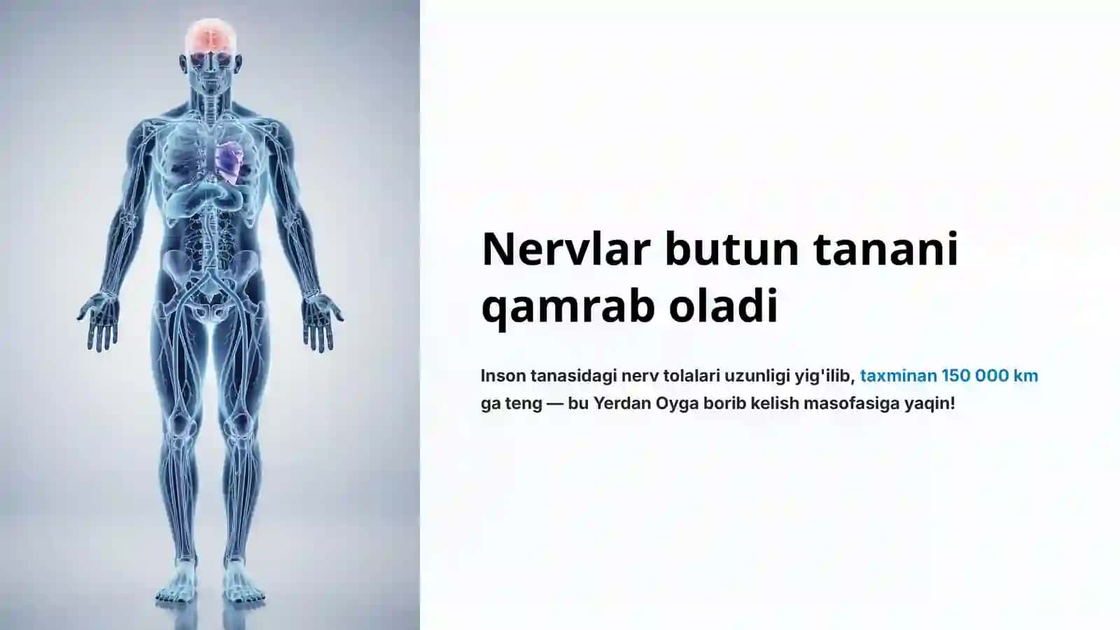Nerv sistemasining tuzilishi 4