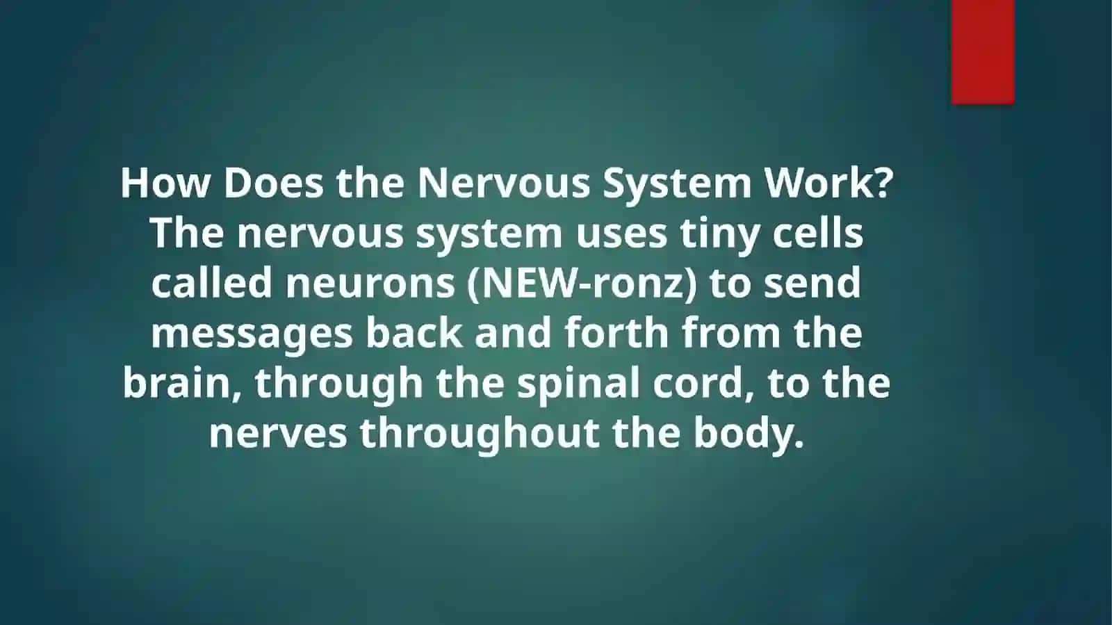 Nervous system 4