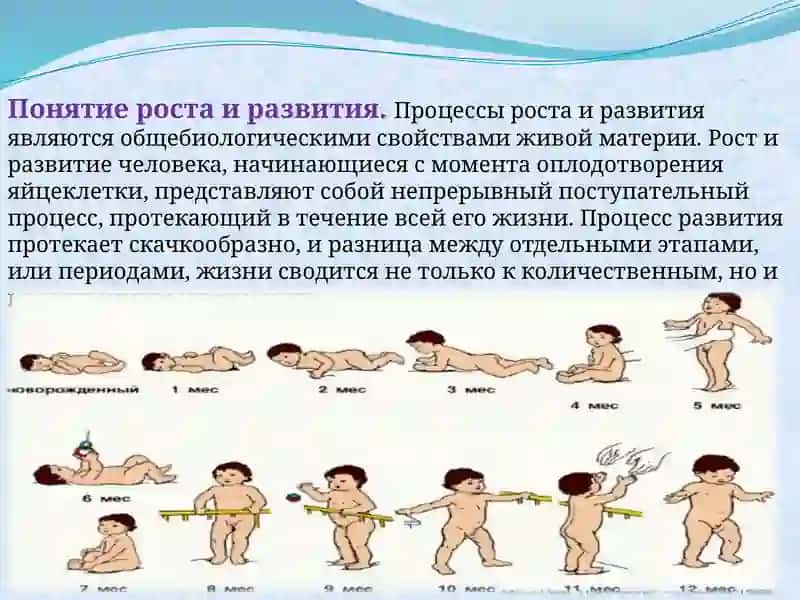 Рост и развитие человека 4