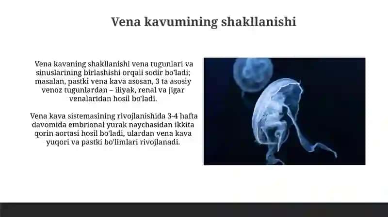 Tanadagi yirik venoz tizimlarining rivojlanishi 4