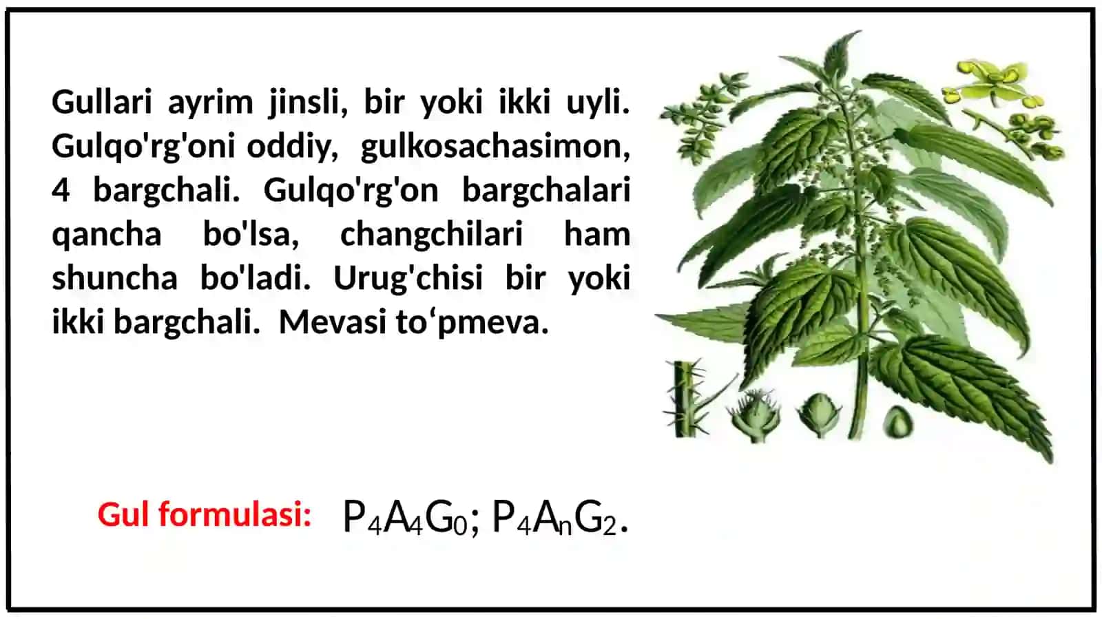 GAZANDANAMOLAR(URTICALES)QABILASI 4