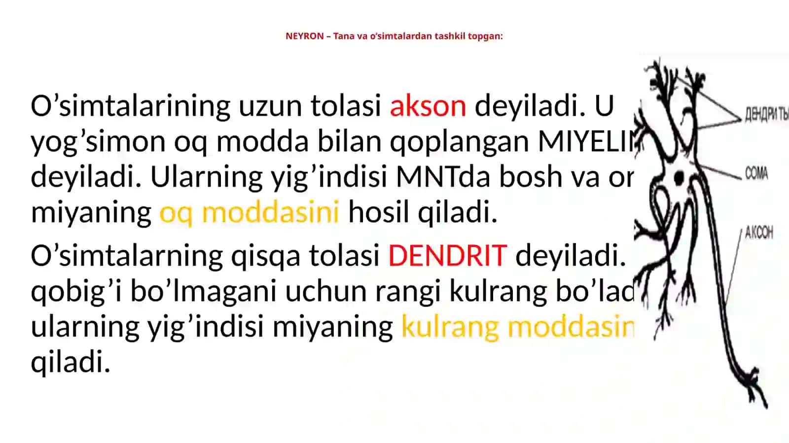 Nerv tizimini va Sezgi organlari 4