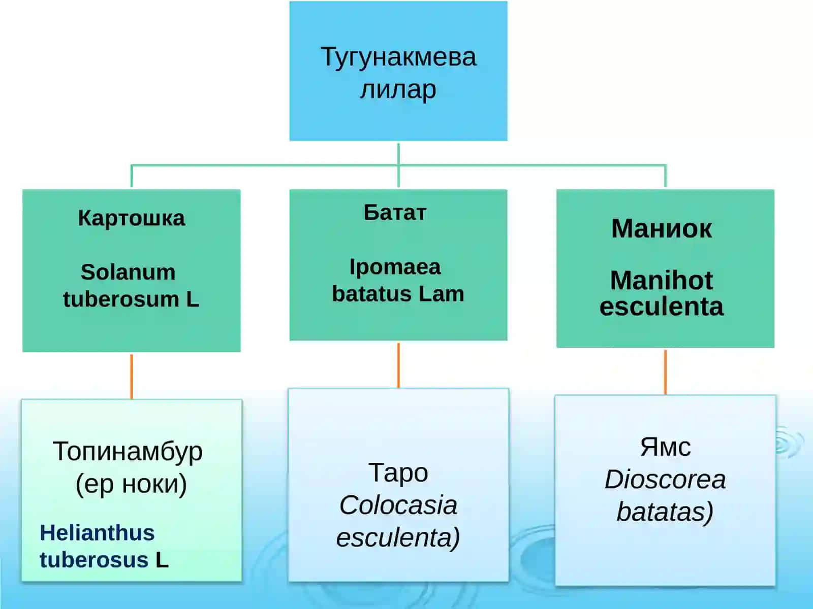 Тугунакмевали экинларнинг аҳамияти. Картошка - биологияси ва етиштириш технология 4