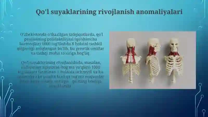 Qo'l Suyaklarining Anatomiyasi 4