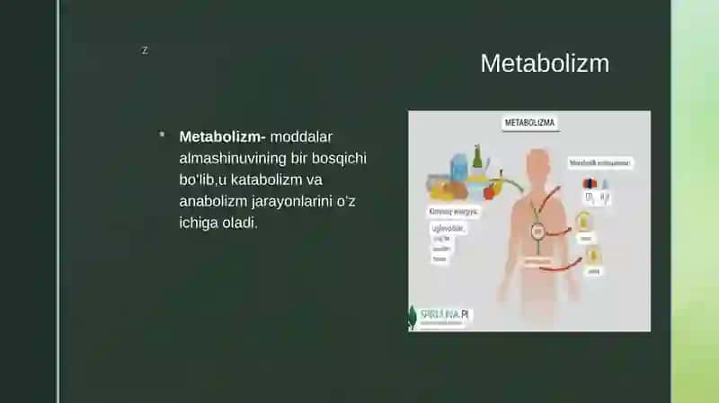 Katabolizm va anabolizm ularning ahamiyati 4