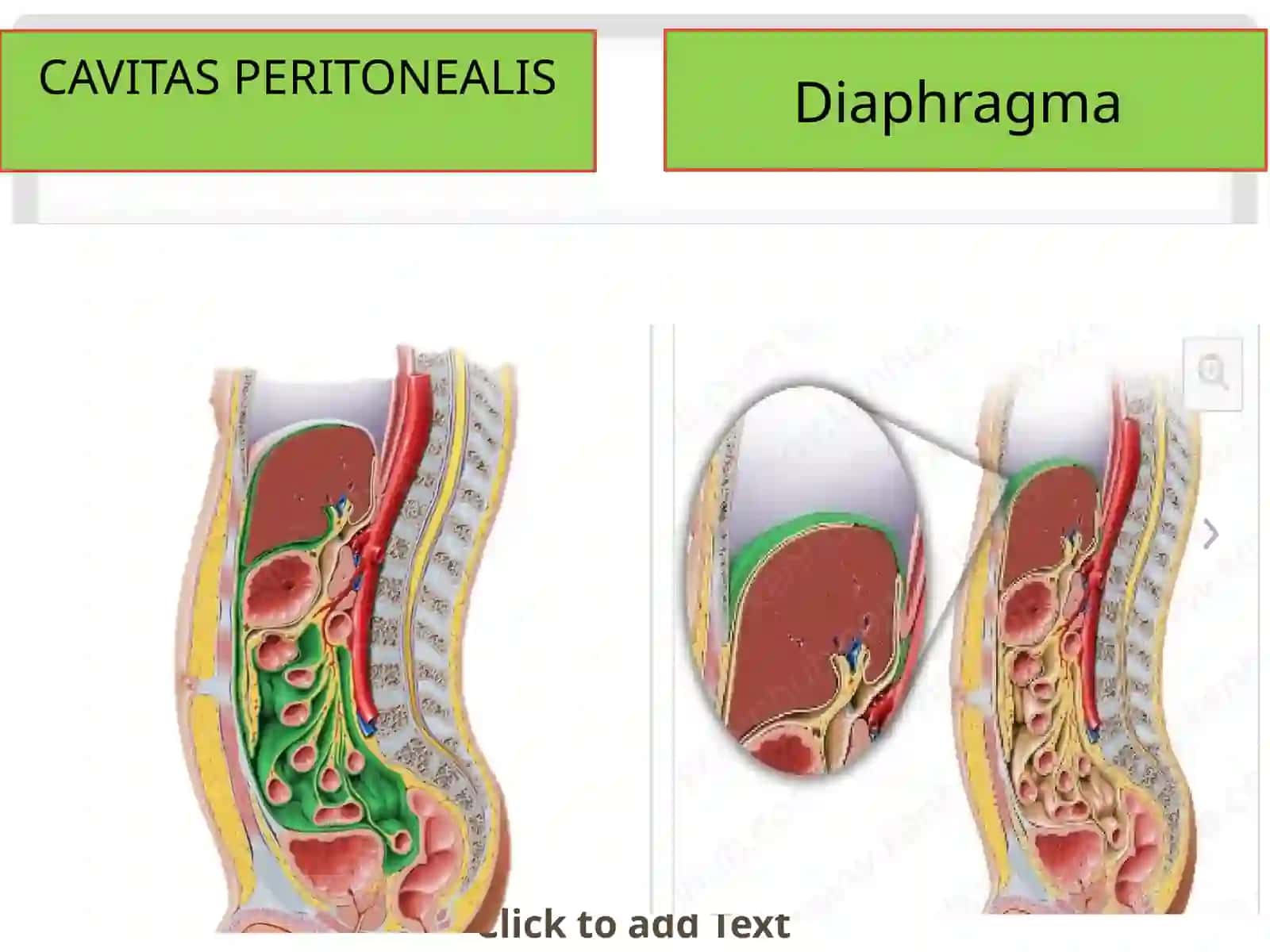 Peritoneum 4