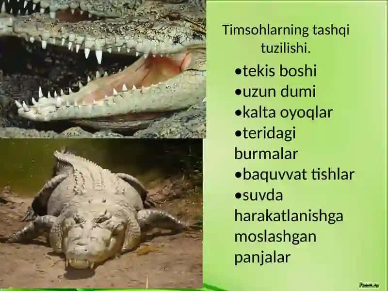 Timsohlarning tuzilishi va hayot kechirishi 4