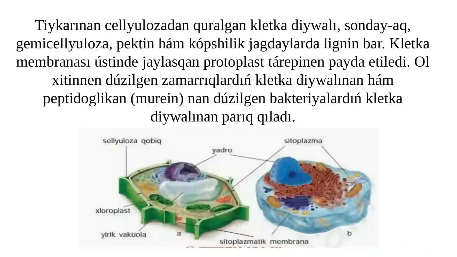 Ósimlik hám haywan kletkalarınıńuqsaslıqhámparqlıbelgileri 4