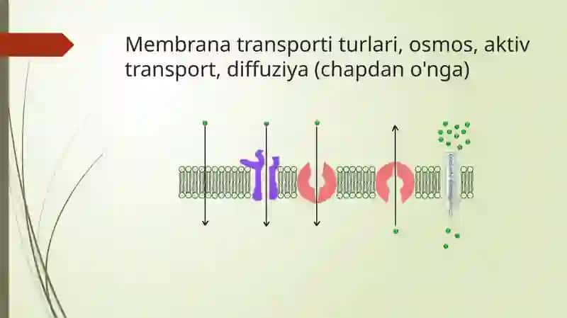 Hujayradagi transport jarayonlari 4