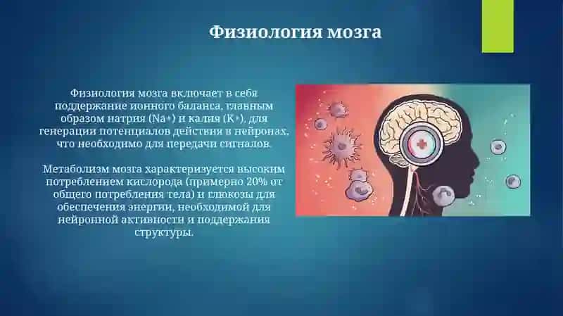 Головной мозг 4
