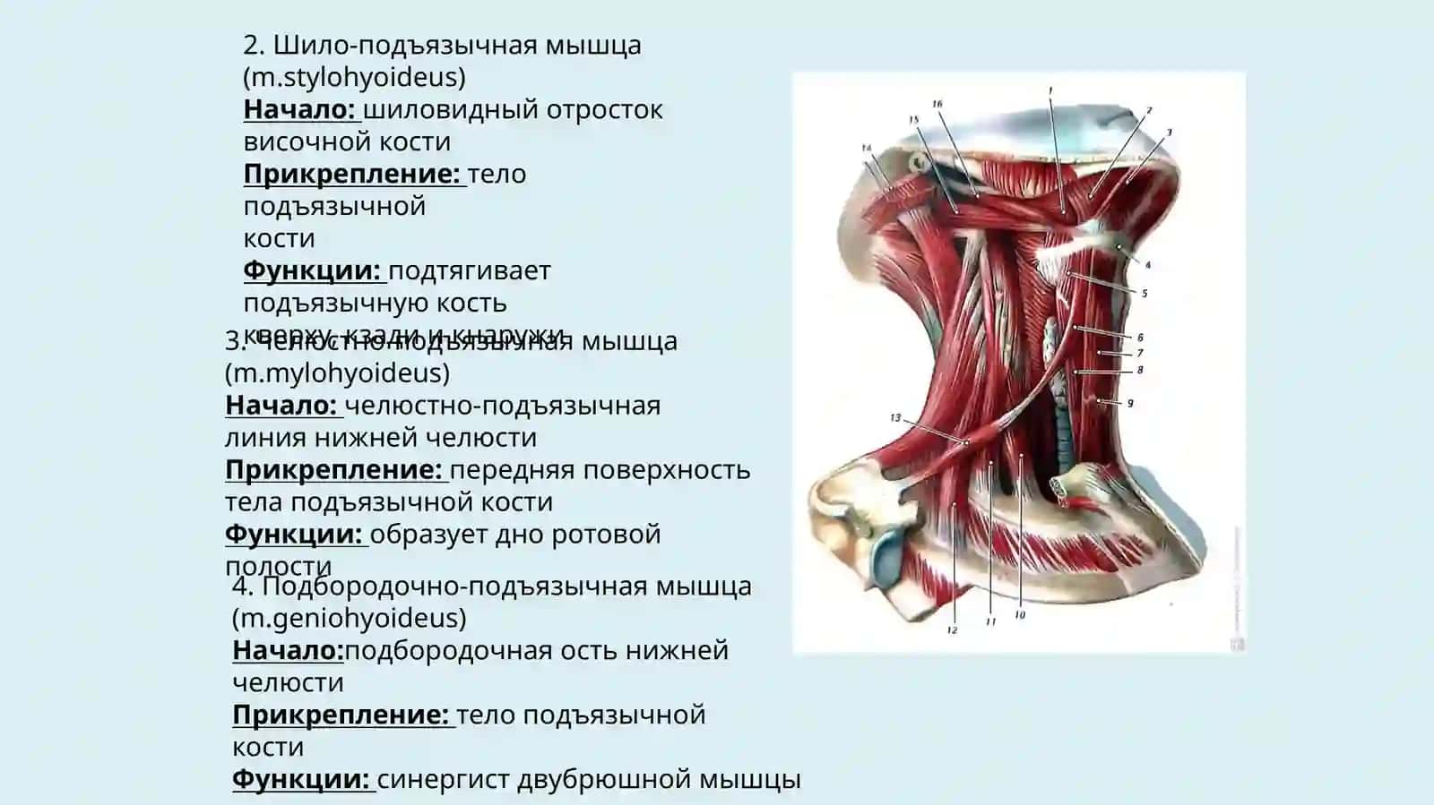 Мышцы шеи и головы 4