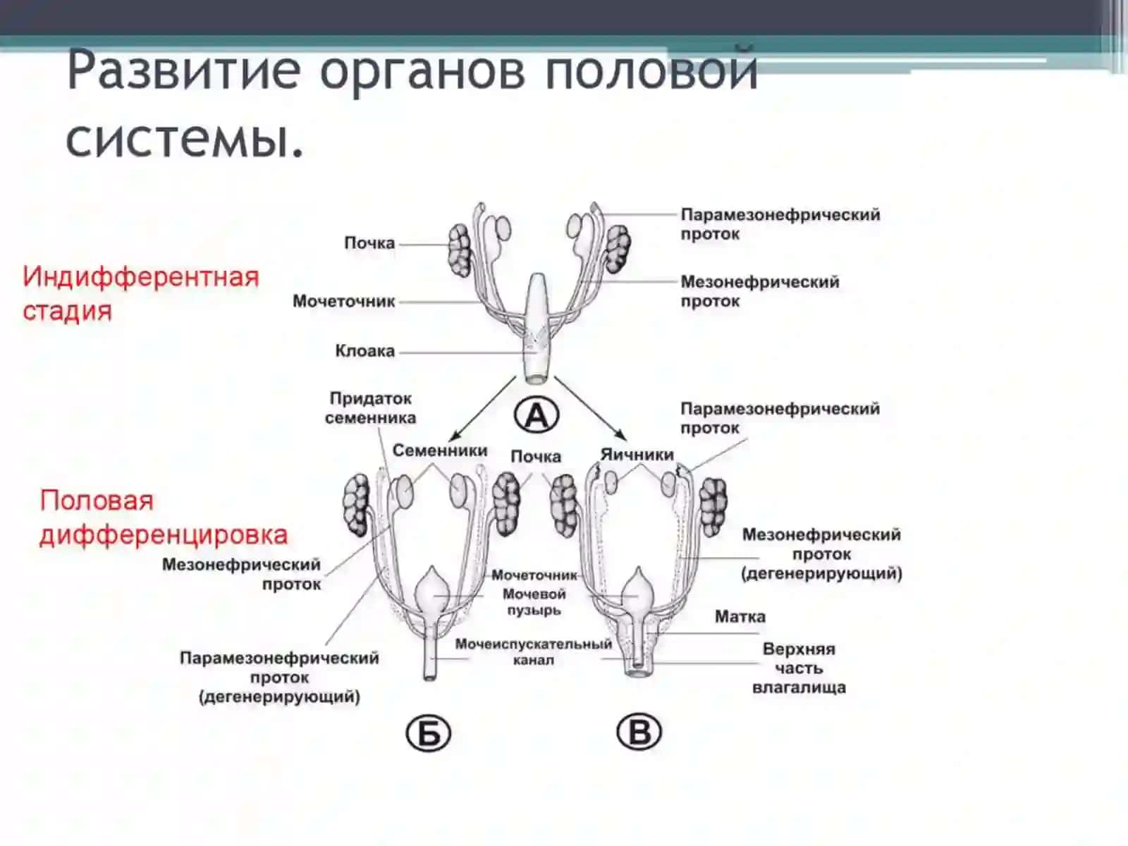 Женская половая система 4