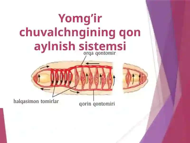 Umurtqasizlarning qon aylanish sistemasi 4