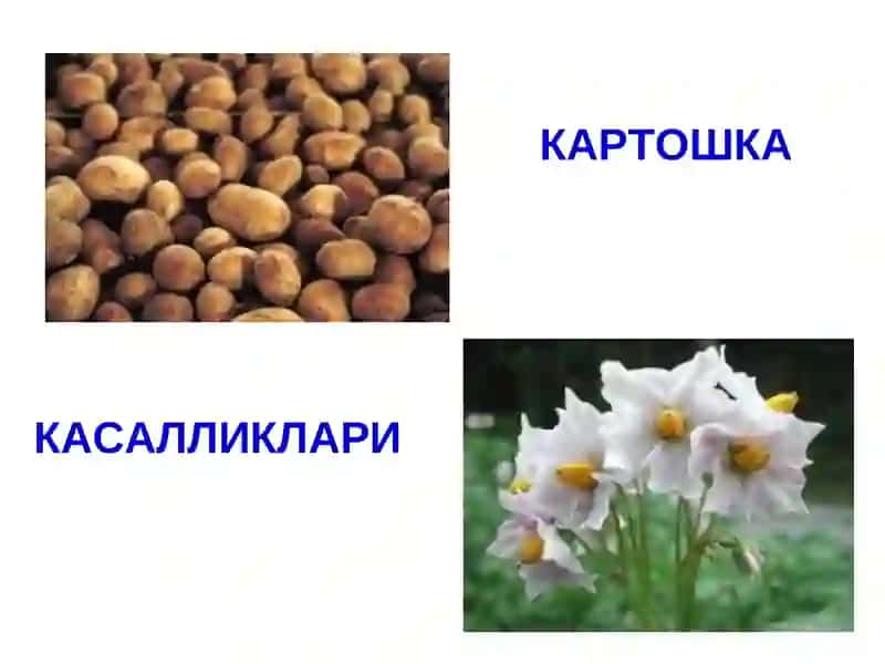 ҚИШЛОҚ ХЎЖАЛИКФИТОПАТОЛОГИЯСИ 4