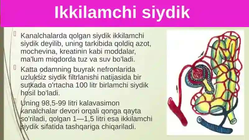 Siydikajratish organlarining funksiyasi 4