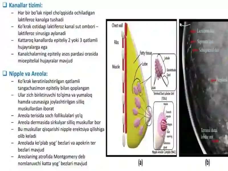 sut bezlari gistologiyasi 4