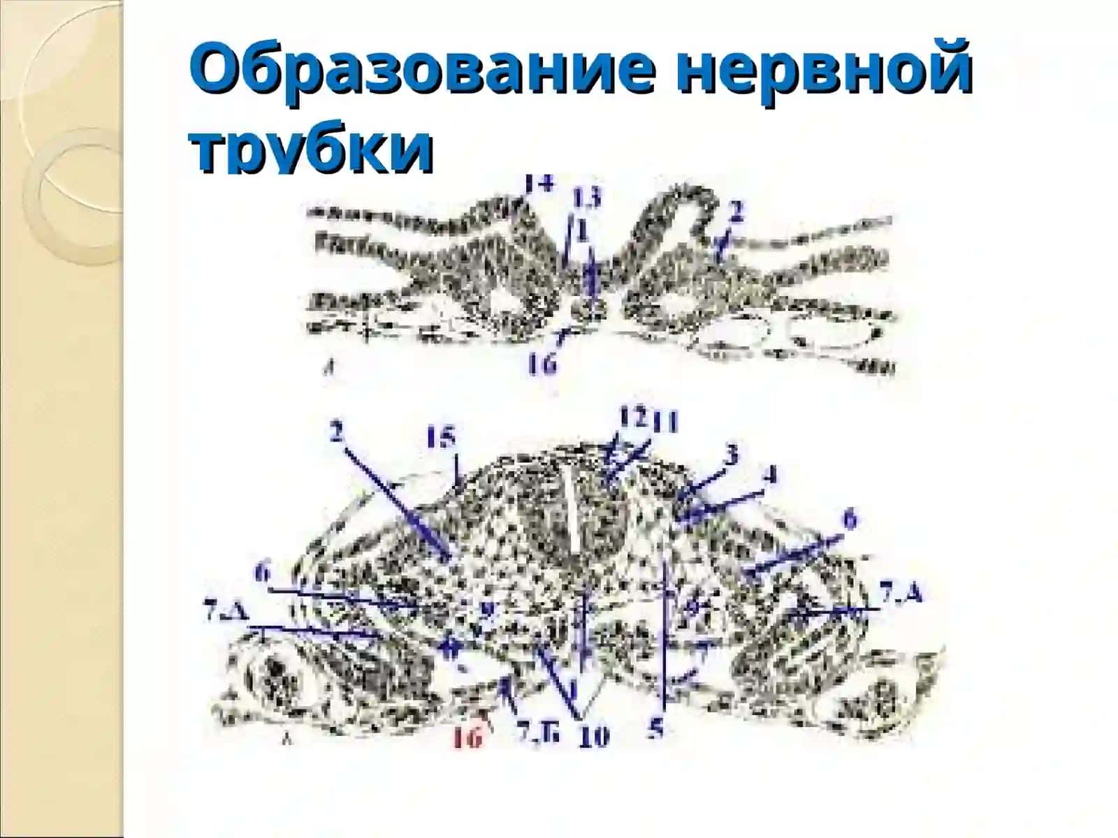 Нервная ткань 4