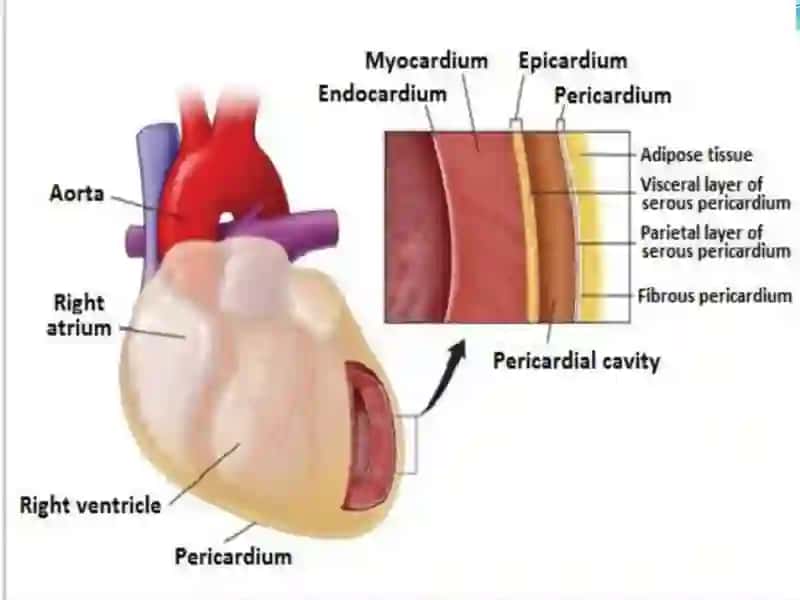 YURAK FIZIOLOGIYASI 4
