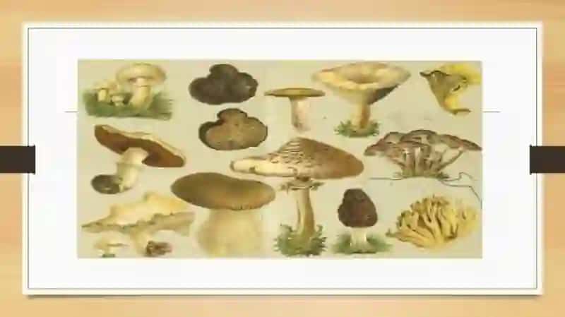 Zamburug’ infeksiyasi (kandidoz,aspergillez) 4