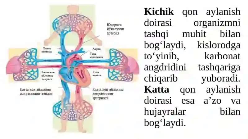 Yurak-qontomirlar fiziologiyasi 4