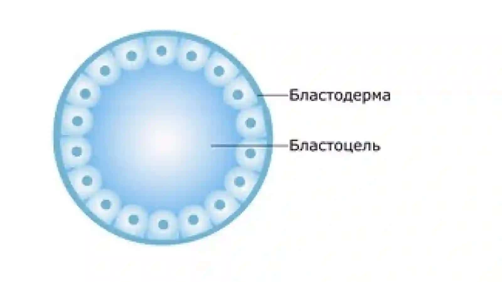 Эмбриональный период развития 4
