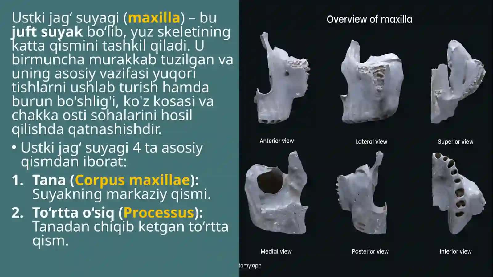 KALLANING YUZ QISMI SUYAKLARI 4