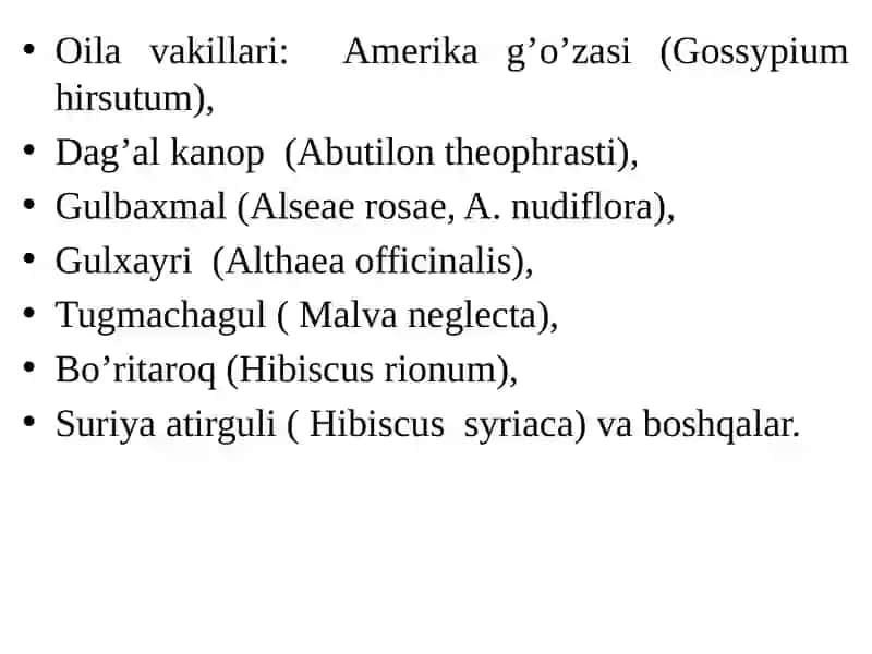Гулхайринамолар қабиласи - Маvales 4