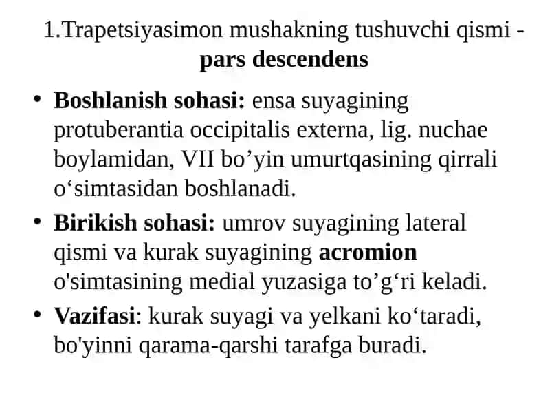 Orqanining YUZA mushaklari 4