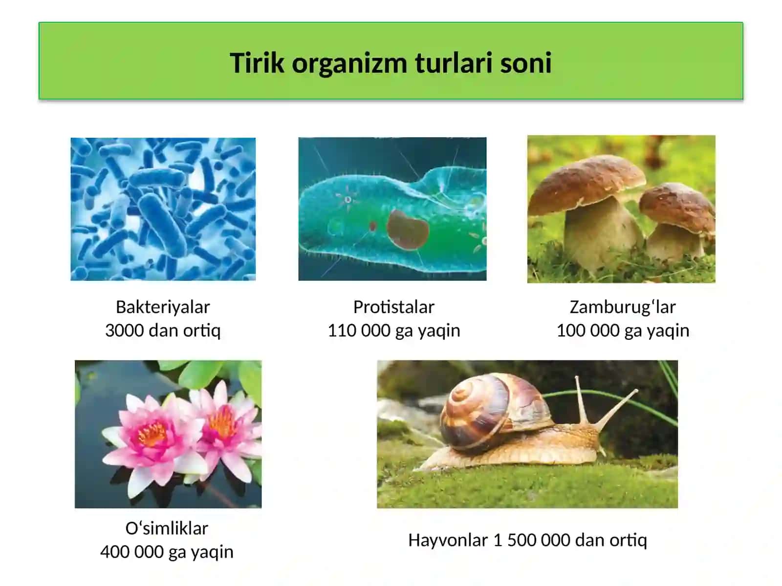 TIRIK ORGANIZMLAR KLASSIFIKATSIYASI 4
