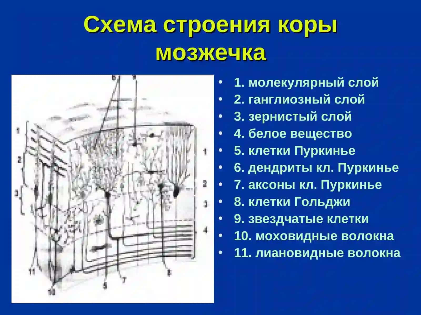 Мозжечок 4