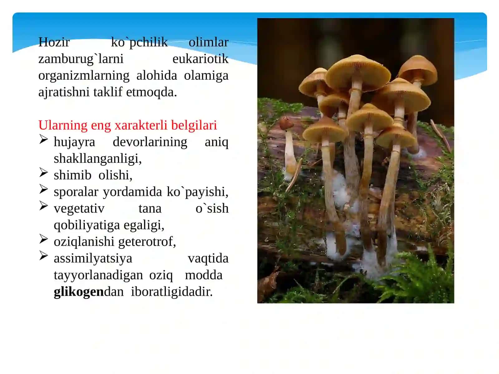 Zamburug`lar bo`limi (Mycophyta, Funqi) 4