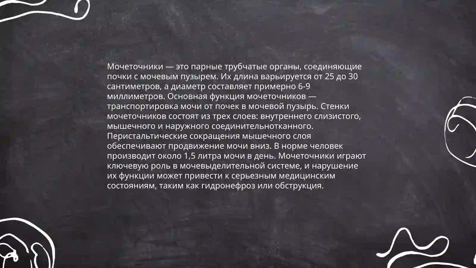 Основные органы выделительной сестемы Тошимов Самандар 4