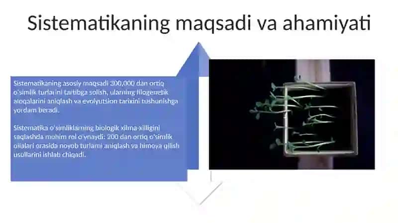 O'simliklar sistematikasi 4
