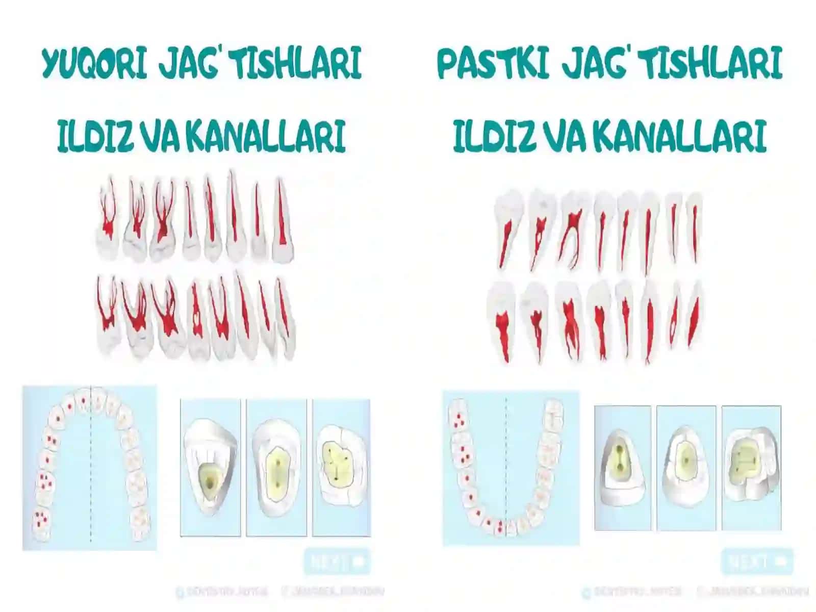 Endodontik davolashning maqsadi va ahamiyati 4