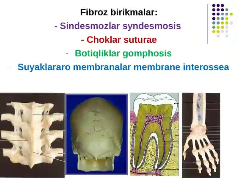 Birlashuvlar.Tana suyaklarini birlashuvi va ularning bolalardagi xususiyatlari 4