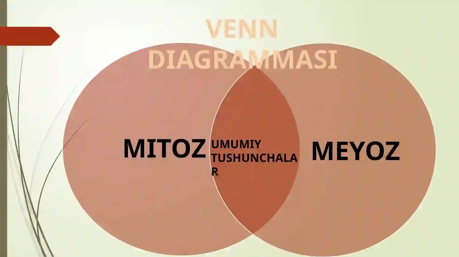 MEYOZ Tushunchalari 4