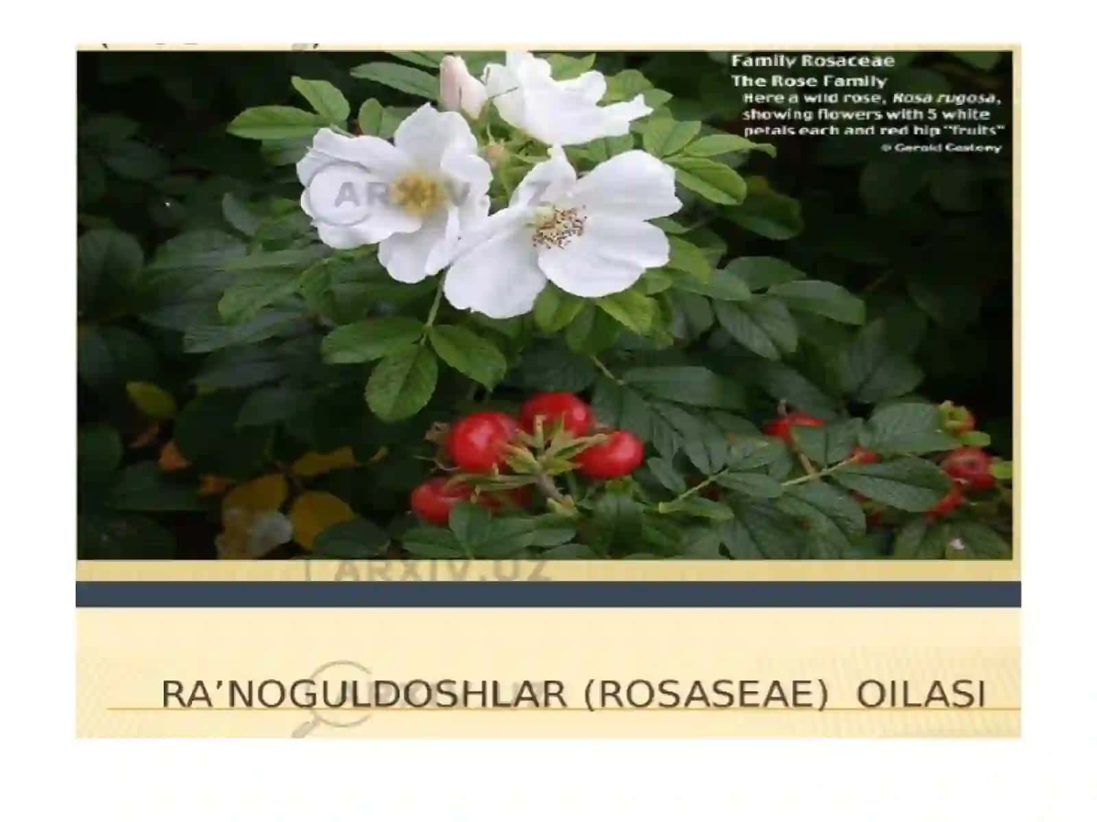 Ra'noguldoshlar oilasi 4