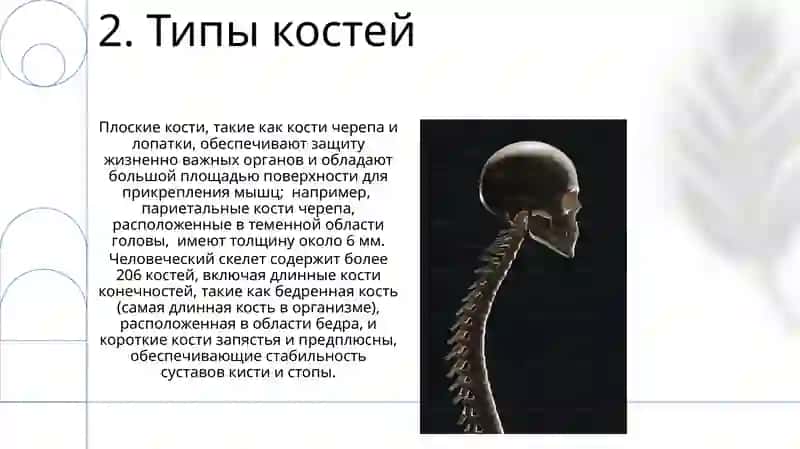 Строение скелета человека 4